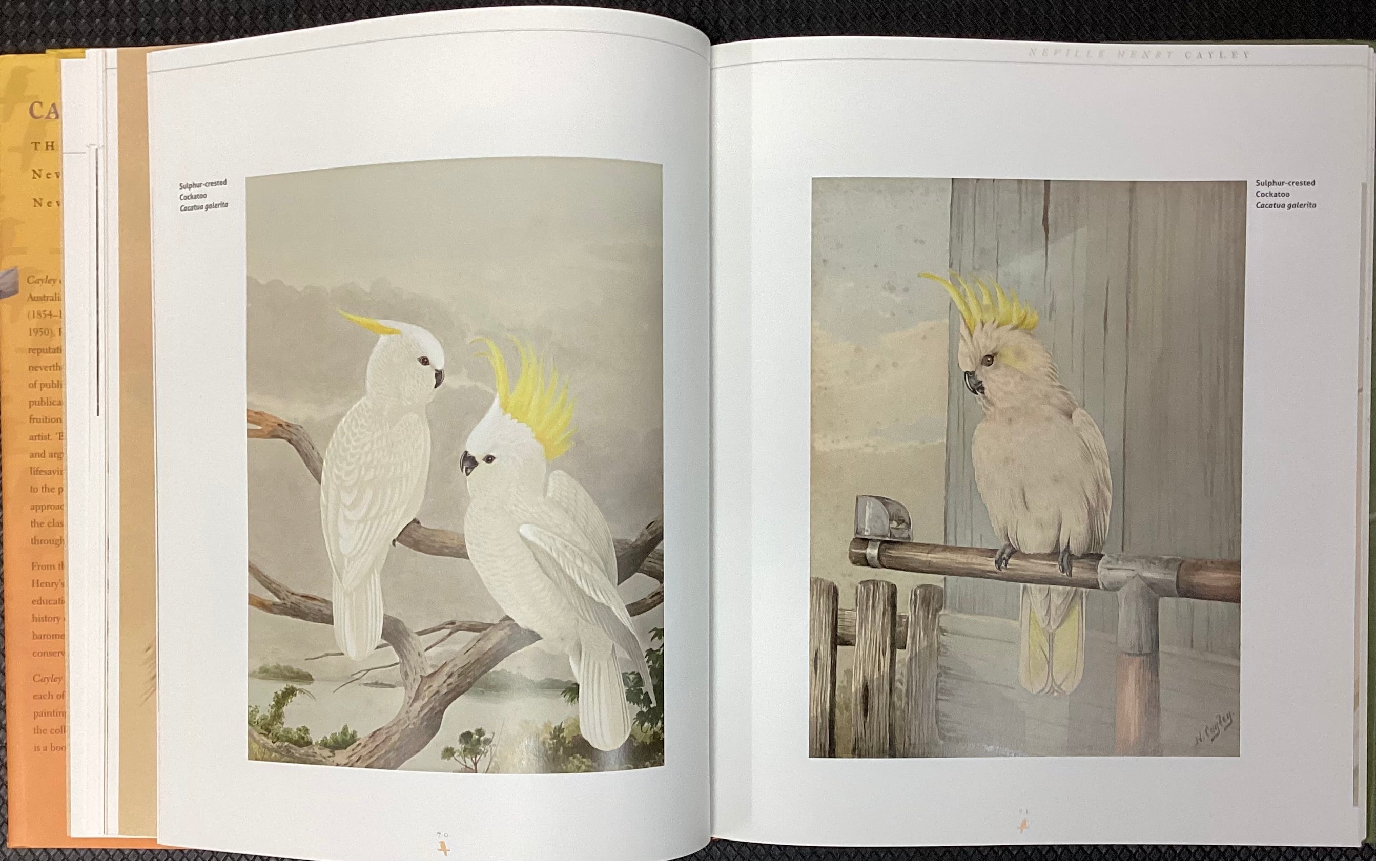 Cayley and Son: The Life and Art of Neville Henry Cayley and Neville William Cayley