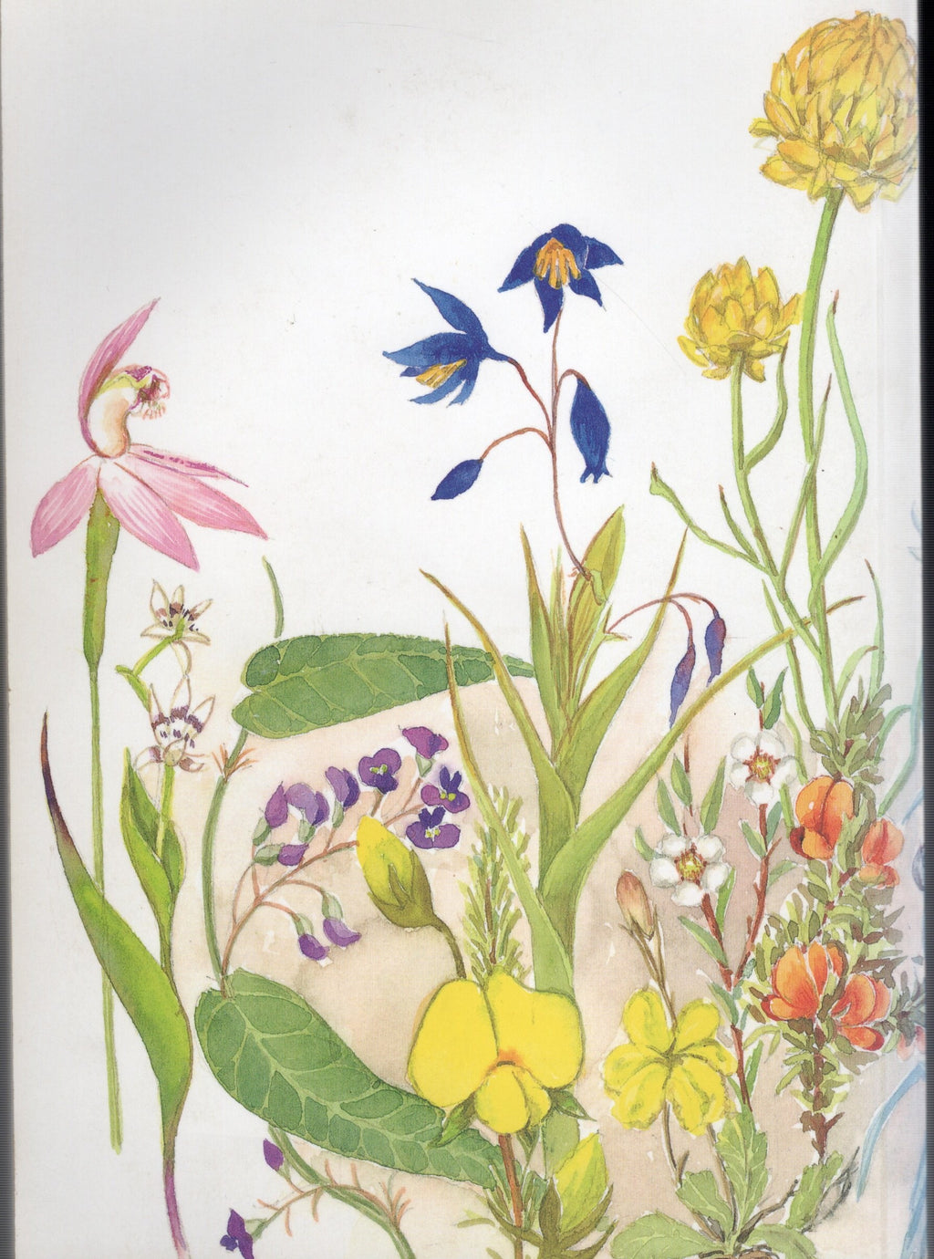 Wildflowers of the Bush Capital